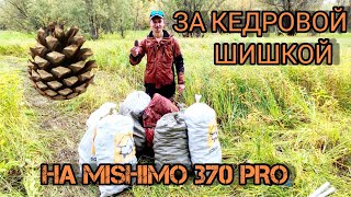 ЗА КЕДРОВОЙ ШИШКОЙ НА  MISHIMO 370 PRO