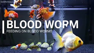 Goldfish Tank BLOOD WORM!