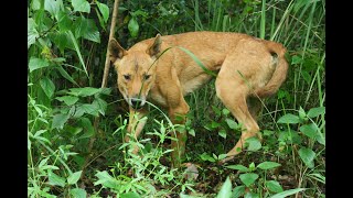 Dingo sighting Northern NSW