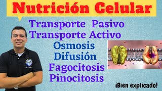 NUTRICION CELULAR. TRANSPORTE ACTIVO Y PASIVO, FAGOCITOSIS, DIFUSION, OSMOSIS, PINOCITOSIS.