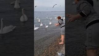 Г. АНАПА, ЧЁРНОЕ МОРЕ ⛵ - ЖЕНЩИНА КОРМИТ ЛЕБЕДЕЙ 🦢 РЯДОМ МУЖЧИНЫ МОРЖИ