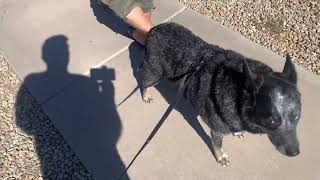 Australian cattle dog RemiBlue and long haired dachshund Maxine go on a walk and car ride.#dachshund