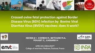 Crossed fetal protection against Border Disease Virus (BDV) infection: efficacy assessment...