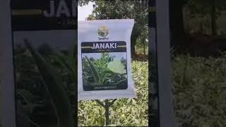 #shorts #agriculture #okra #bhindi #seeds #agrostar #farming #janki #youtubeshorts #kisan #viral 🥒🚀