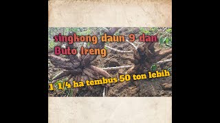 SINGKONG DAUN 9 & BUTO IRENG, TEMBUS 50 TON