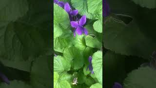 Wild Viola Flower