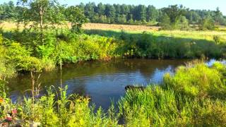 Bernese Mountain Dog walks through stream