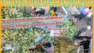 KAYA KAMI NAKAKA LIBRE NG GULAY PANG ULAM KASE GANITO WORK NAMIN LA TRINIDAD VEGETABLE TRADING POST