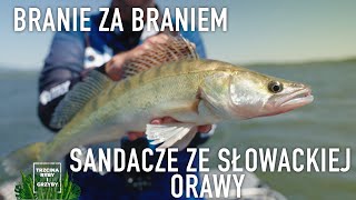 Branie za braniem. Sandacze ze słowackiej Orawy