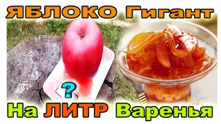 Чудо Урожай - или Одно ЯБЛОКО на Литровую БАНКУ Варенья