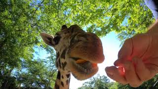 Giraffes Crunch On Fresh Veggies For World Giraffe Day