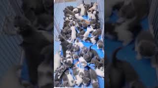 AN ARMY OF KITTENS 😍 How many kittens?