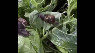 Invasion d'escargots dans le jardin. Les escargots mangent des feuilles de chou