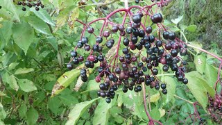 le sureau noir, un arbrisseau