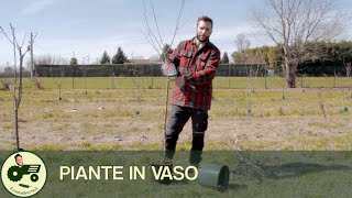 Le PIANTE DA FRUTTO: piante IN VASO - Il contadino Nick