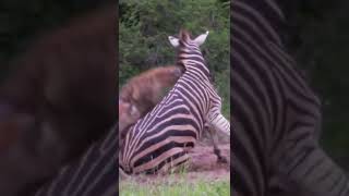 Zebra Lonely Fights A Herd Of Hyenas To Escape The Death #zebra #hyenas #animals #shorts