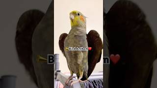 📣Bird Anthem ft.Cockatiel 🎶🦜 #bird #cockatiel #birds #cockatiels #parrot #viralshorts #cutebirds