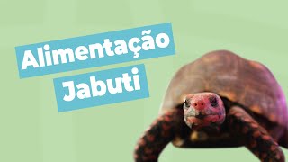 Alimentação dos Jabutis | Inova Hospital Veterinário