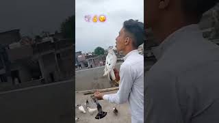 YHA KABUTAR BHI AK PAKHN SE UDTA HAI #kabootar #shorts #viral