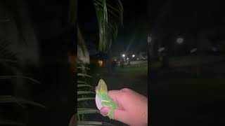 Cuban knight anole while night herping. #nature anole #floridalife #lizardsofinstagram #herping