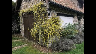 Les fleurs de la troisième semaine du mois de décembre de l'année 2022: Réveil floral par le froid