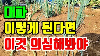 어린 대파가 시들시들 말라갈때 꼭 확인하세요. 그냥 두면 못먹어요