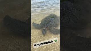 Черепашка 🐢 Turtle. #shortvideo #shorts #turtle