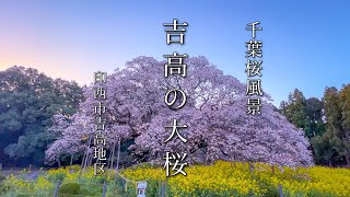 【千葉さんぽ Cinematic vlog】吉高の大桜 2022年 満開【印西市吉高】