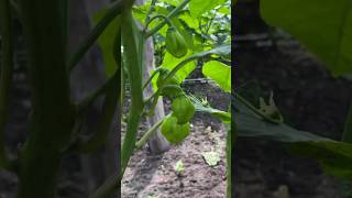 Habanero peppers update #farminglife #dripirrigation #pepperplant