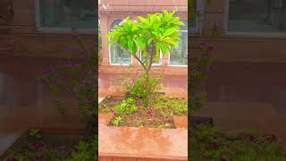 Mini vlog 01 #rajasthan #trending #ytshorts #youtubeshorts #bhatner fort#garden