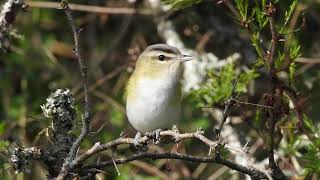 Chivì (Vireo chivì) "Rincòn de los ciervos" Artigas-uy.