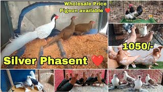 फैंसी कबूतर का सबसे बेहतरीन फैंसी कबूतर फार्म | Nawab Pigeon Loft