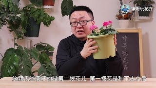 我在花池里种了一棵小绣球，希望夏天开出大蓝花【坤哥玩花卉】