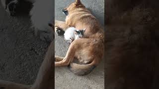 Stray Kitten seeks dog's warmth