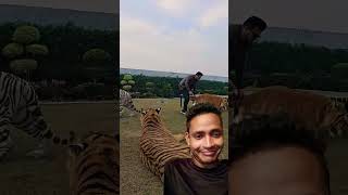 #tiger #animals #lion #zoo #funny #rap #music #hiphop #song #emiwaybantai