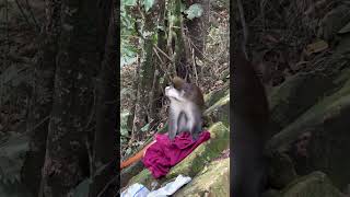 Funny monkey trying to put on a shirt