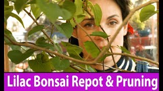 How to make bonsai Lilac, Bonsai tree repotting and pruning, London, UK #170