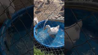 Duck Pool #ducks #cuteanimals #homesteading #pekinducks