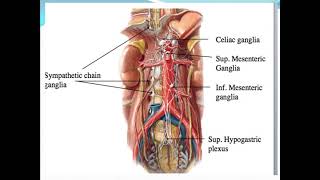 Autonomic nervous system