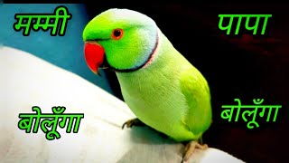 Mummy - PaPa Talking Parrot || Ringneck Parrot Speaking 😂