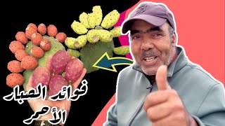 فوائد الصبار الأحمر مع ثومات سعيد منبت زهرة الريف بني سيدال الجبل