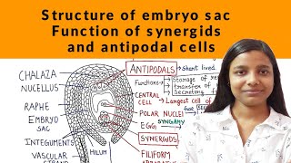 structure of embryo sac | structure of female gametophyte| double fertilization | NEET, B.Sc., M.Sc.