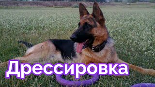 Немецкие овчарки /Дрессировка || German Shepard / Walk || Даша Римская