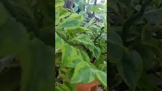 #shorts #youtubeshorts #nature #plants #satisfying