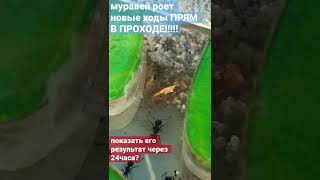 МУРАВЕЙ РОЕТ ХОДЫ 🤝😇 #shorts #матка #муравьинаяферма #муравьи