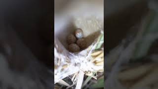 Mini sparrow Nest | Eggs #Naturalwildlifestyle