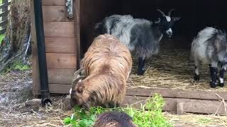 Zoo Keeper Talk - Pygmy Goats