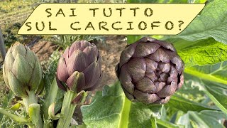 CARCIOFI coltivazione e raccolta