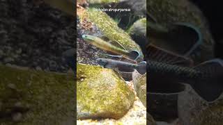 Goby fish under fresh water #brianaquatic #aquascape #shorts