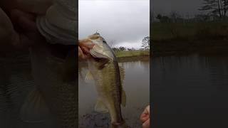 Caught A Big Bass!! #short #fishing #taylorcampbell #bigbass